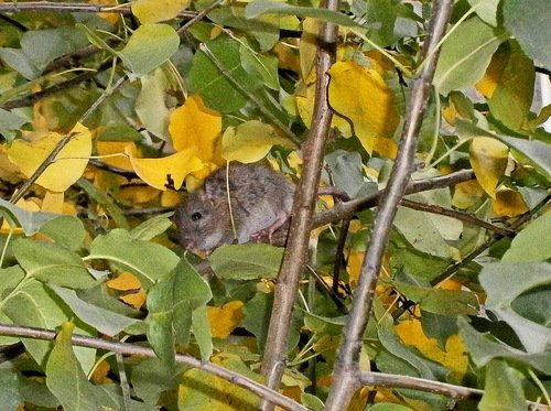 Мышь спасается от кошки на ветках дерева