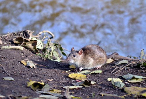 Полевые крыски, живущие у реки Оккервиль