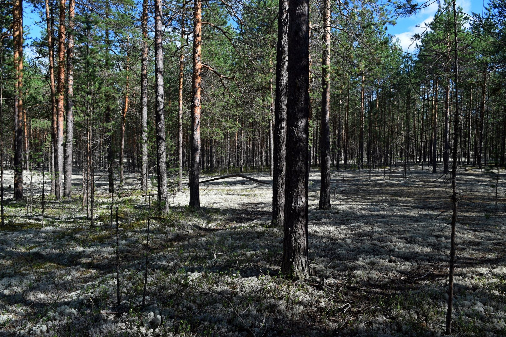 Сосновый лес Кировская область