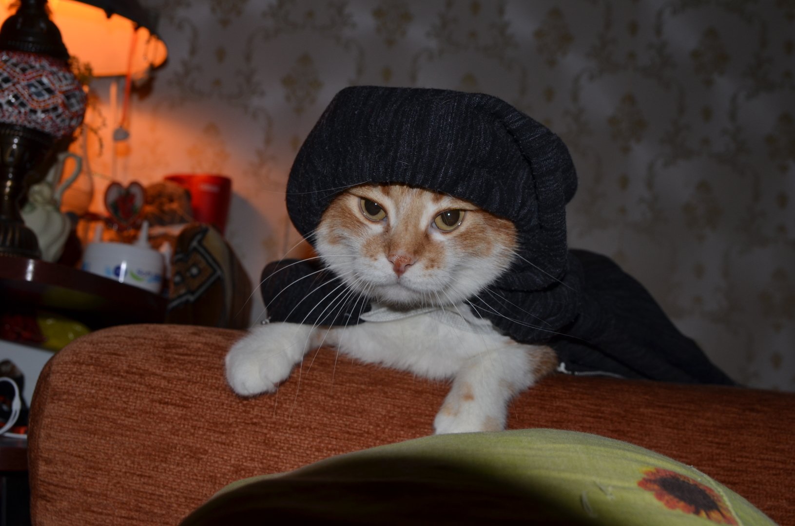 Cat res. Кот Мушкетер. Кот Мушкетер фото. Коты в мушкетерах фото.