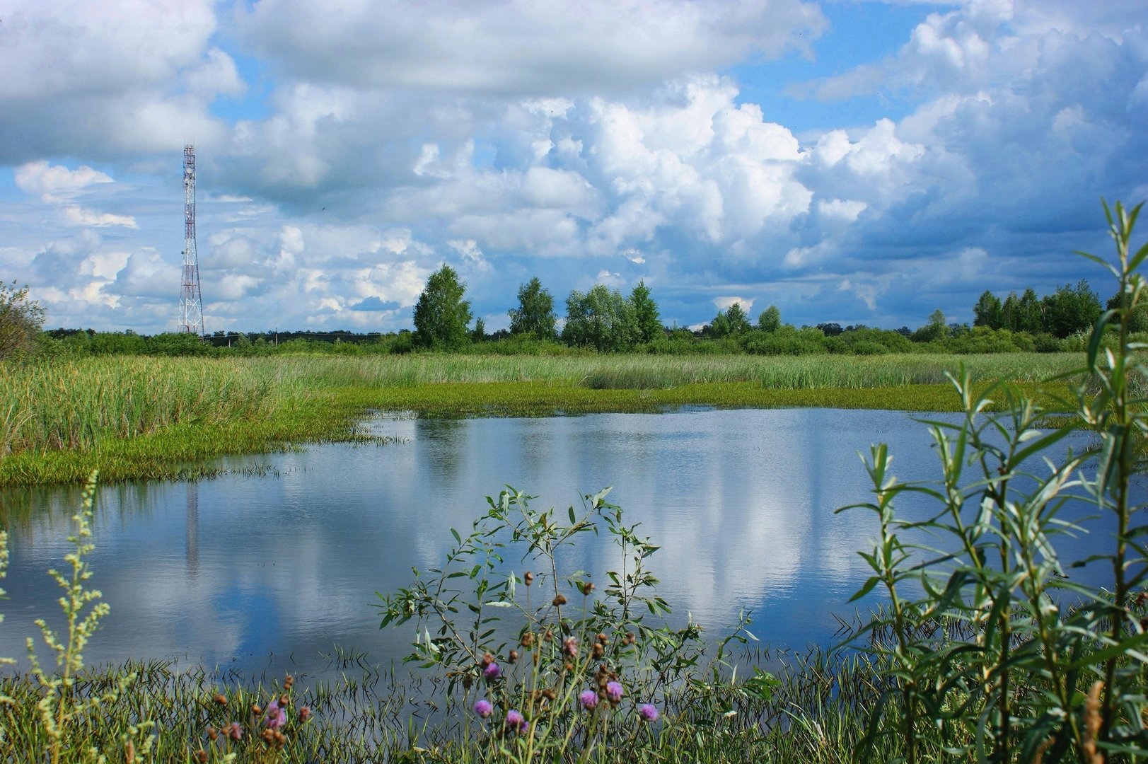 Природа Новосибирской области