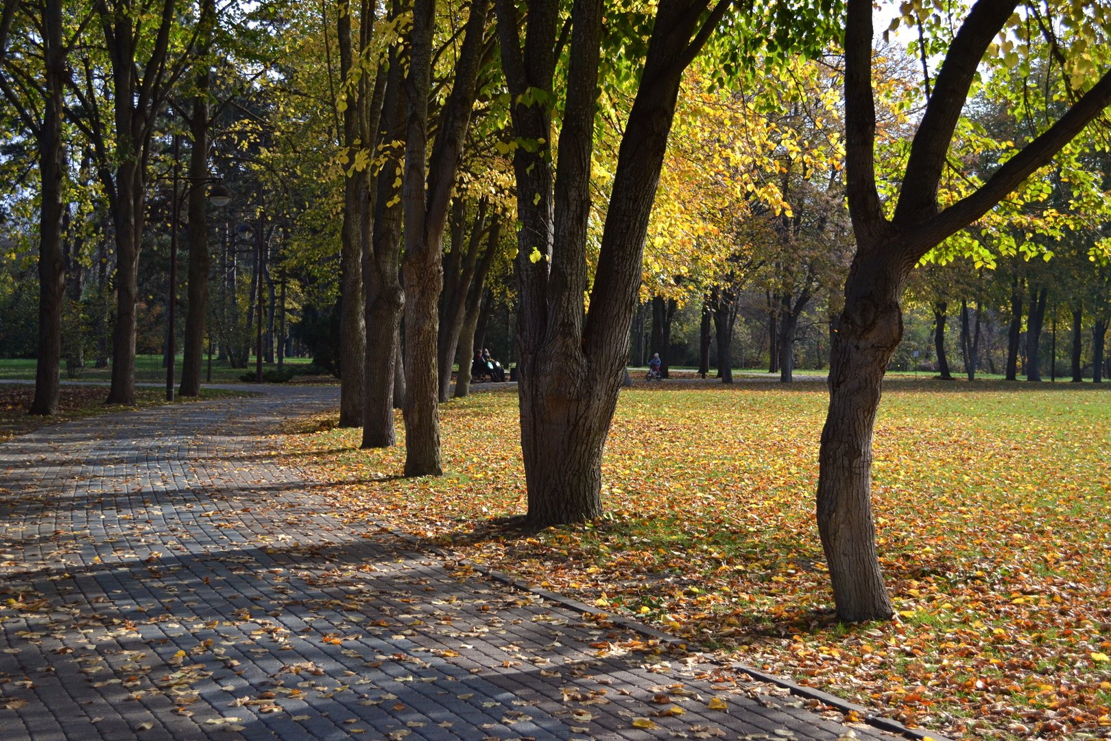 Ботанический сад Краснодар осенью