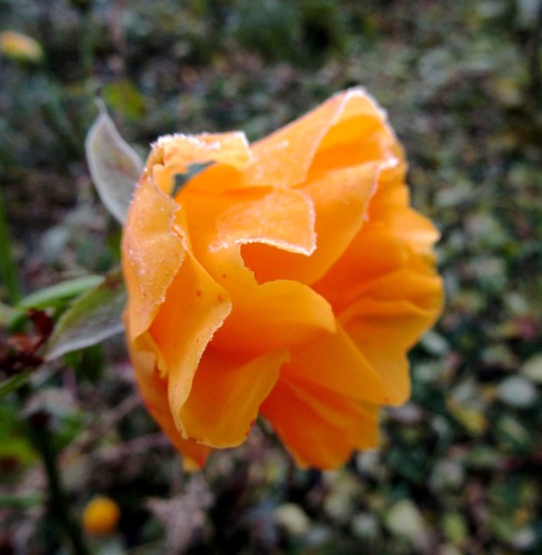 Ледяные лепестки розы