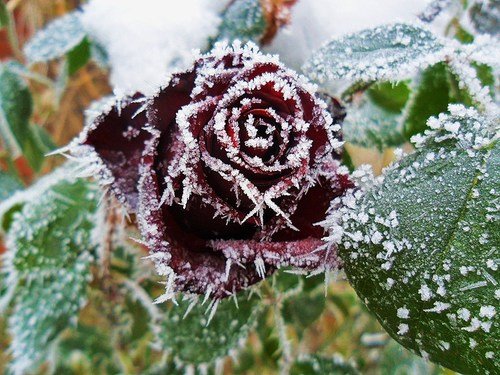 Зимнее украшение розы!