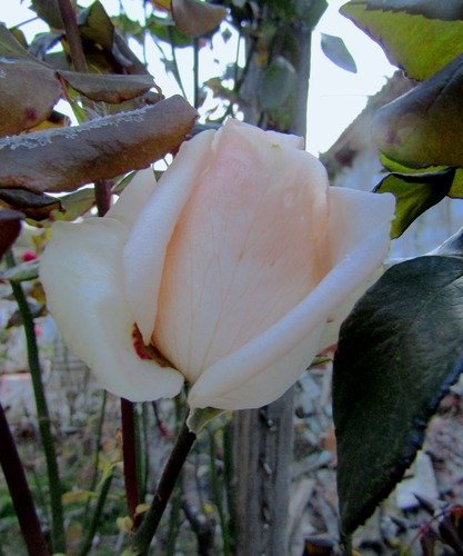 Остекленела роза от Мороза