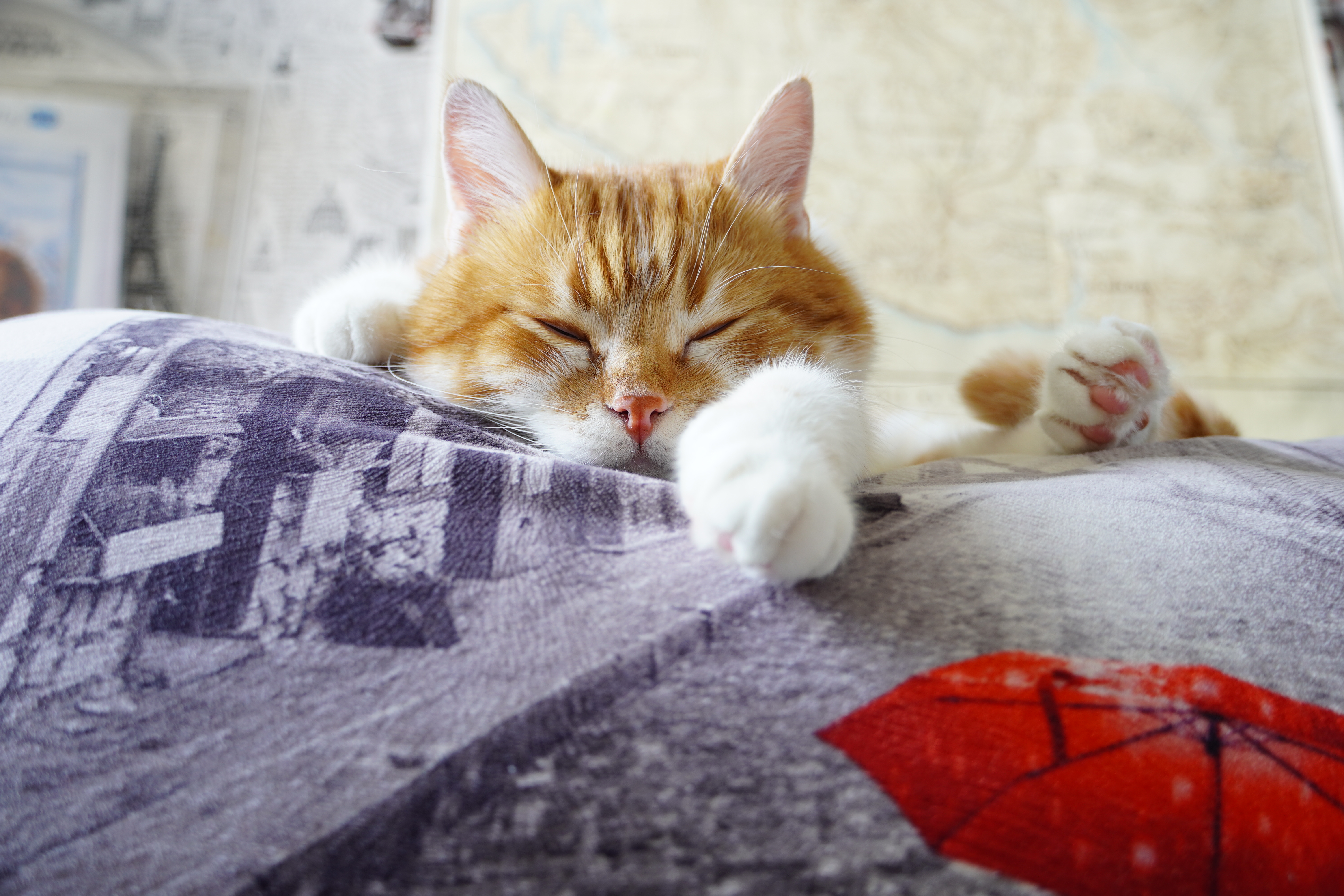 Cat res