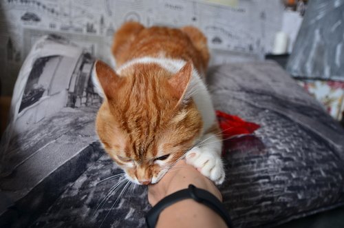 Cat res