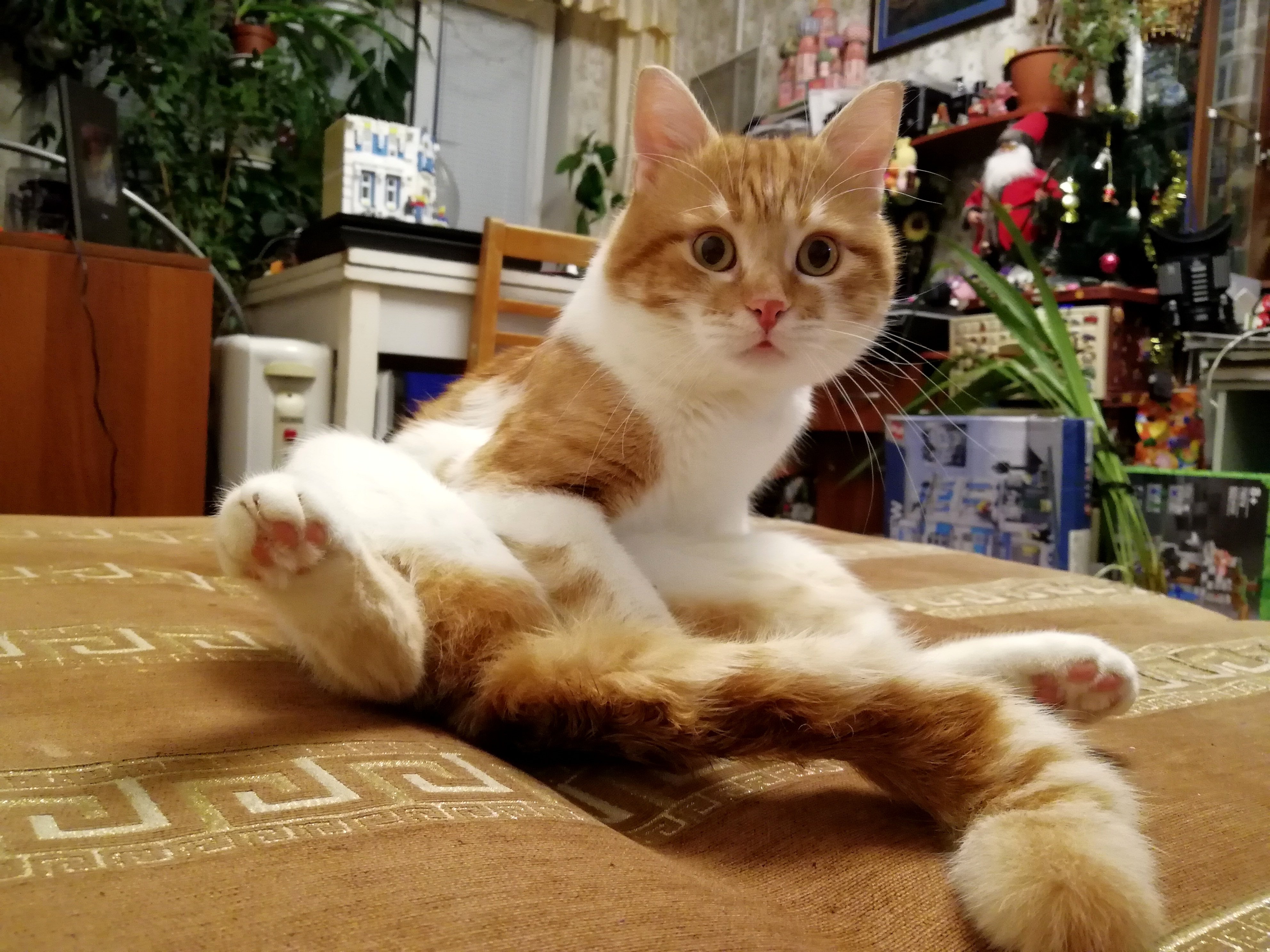 Cat res. Cat re Powered.