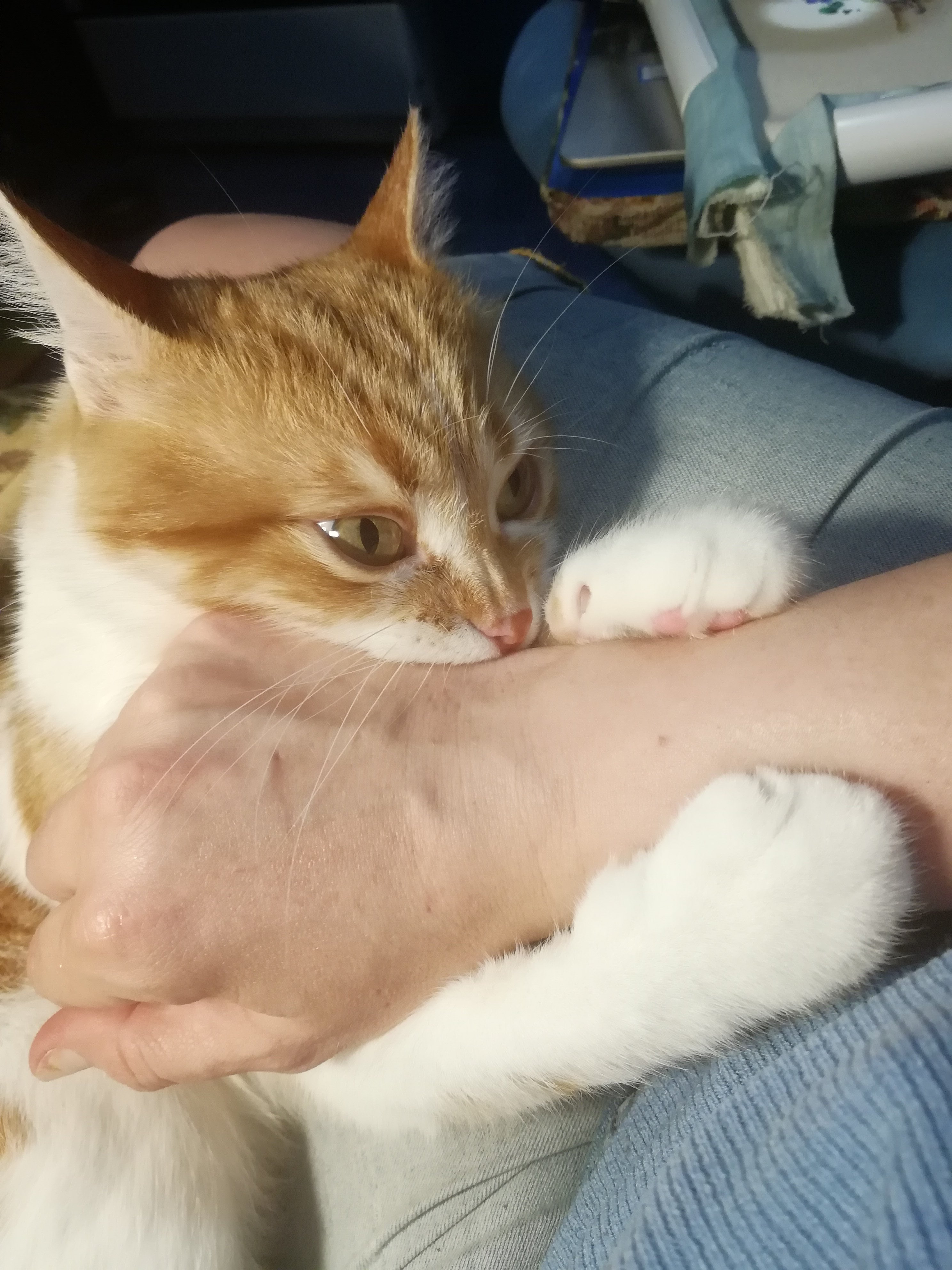 A Cat Repaying Kindness