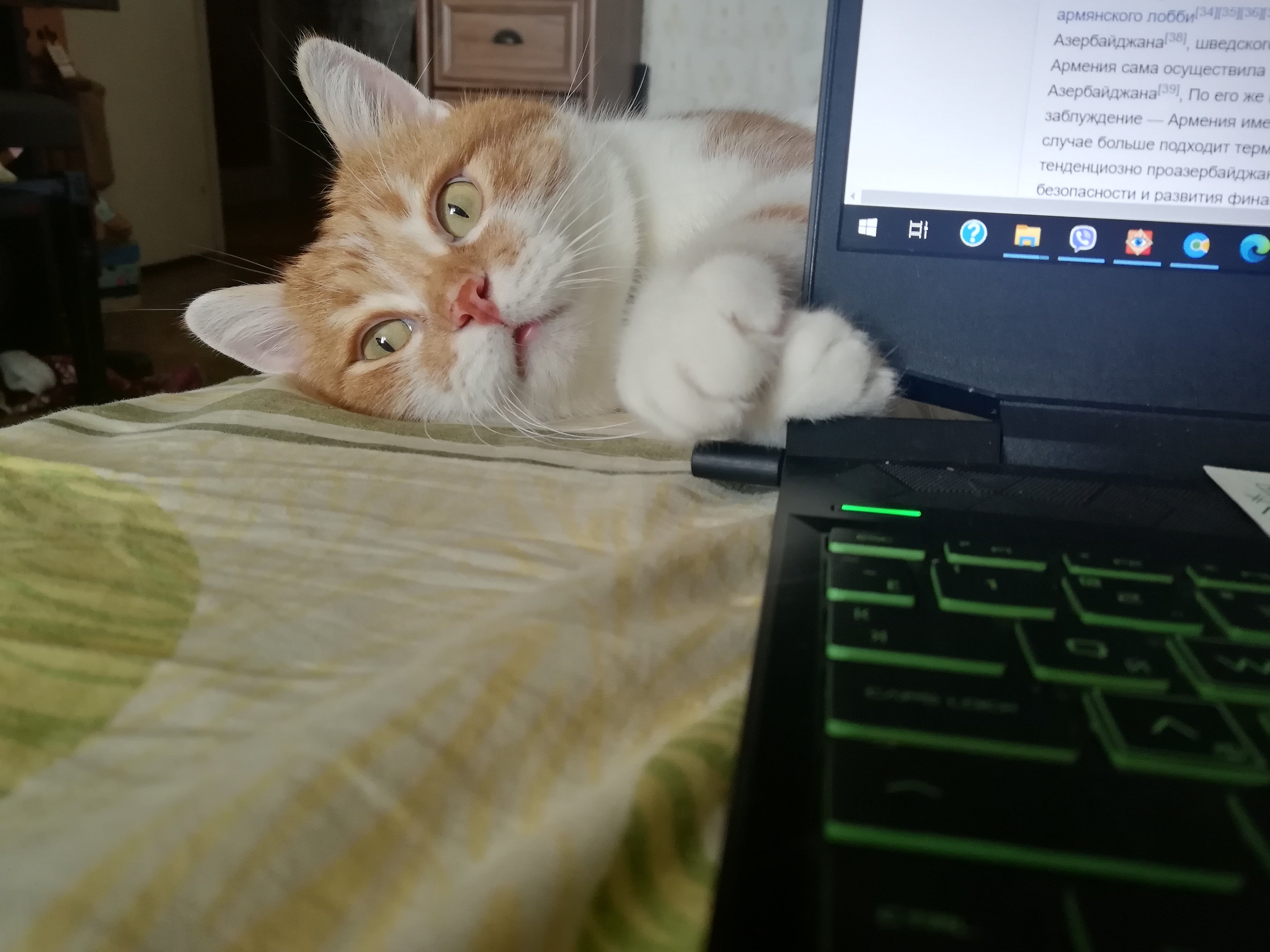 Cat res