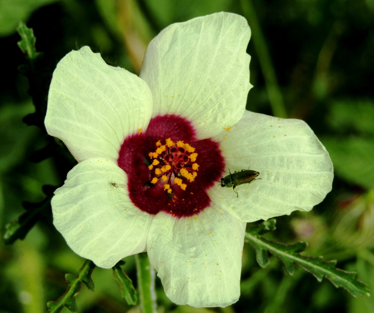 Hibiscus calyphyllus