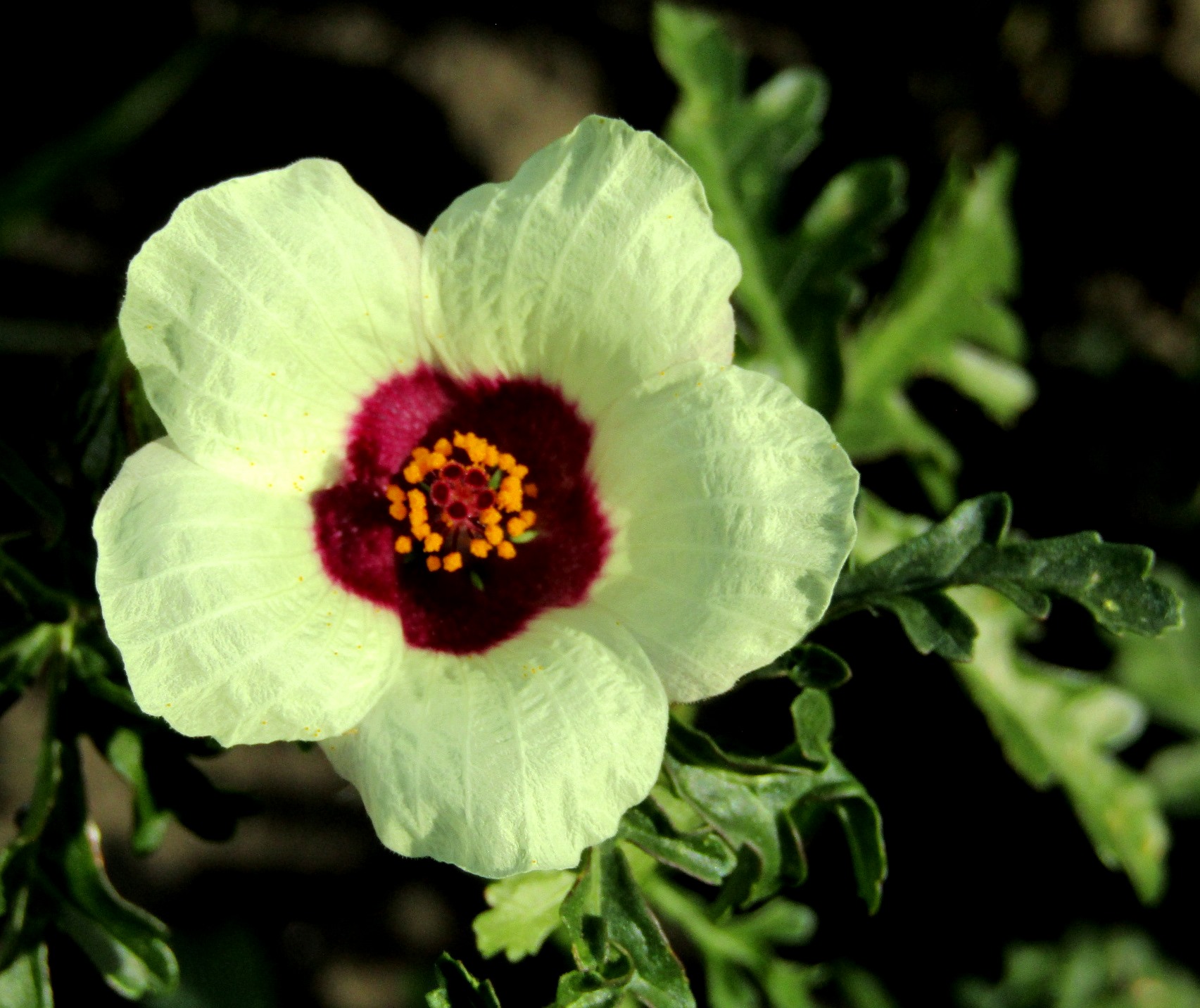 Hibiscus calyphyllus