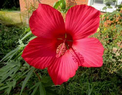 Гибискус болотный (Hibiscus moscheutos)