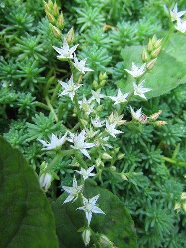 Очиток бледный (Седум бледный, Crassulaceae)