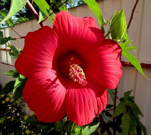 Гибискус болотный (Hibiscus moscheutos)