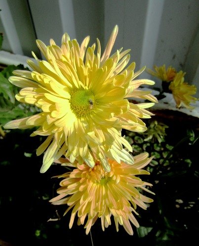 Солнечные хризантемы