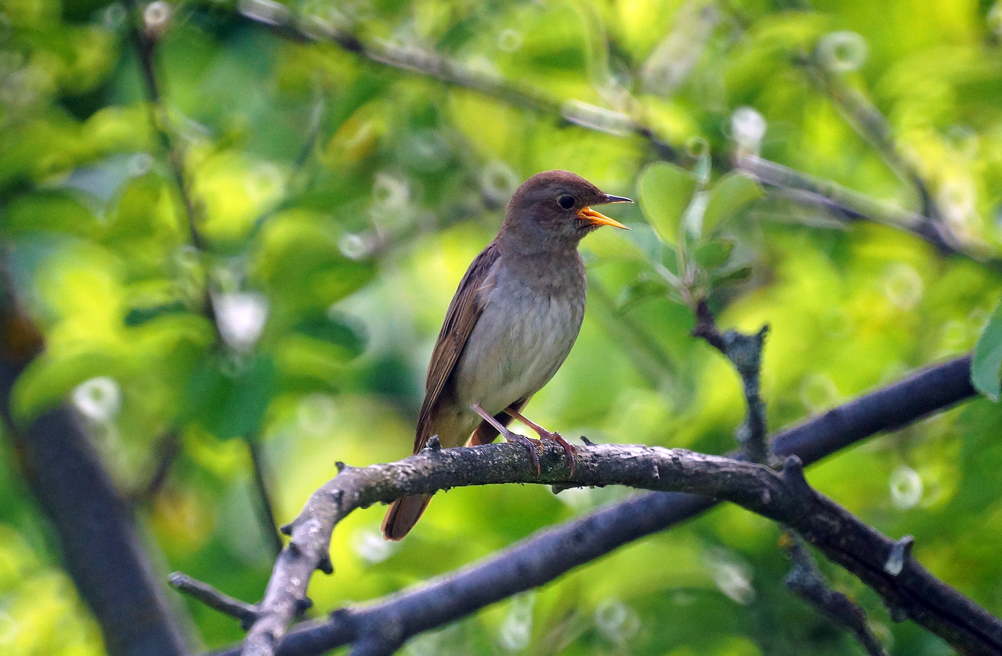 Соловей фото крупным планом
