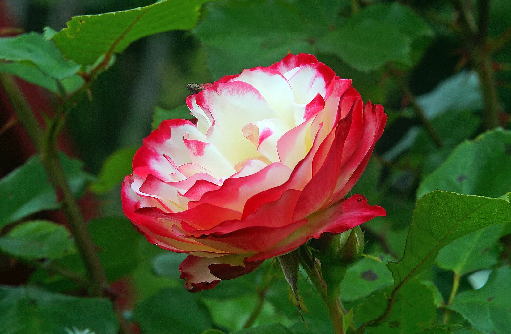 Роза Юбилей Принца Монако