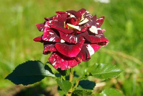 роза "абракадабра"