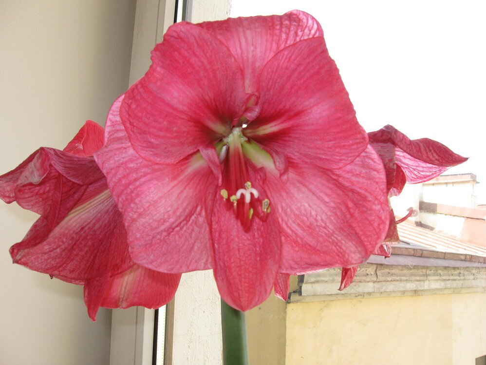 Амариллис цветок фото комнатный влияние на человека