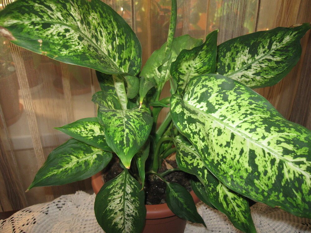 Комнатное растение с пятнистыми листьями фото