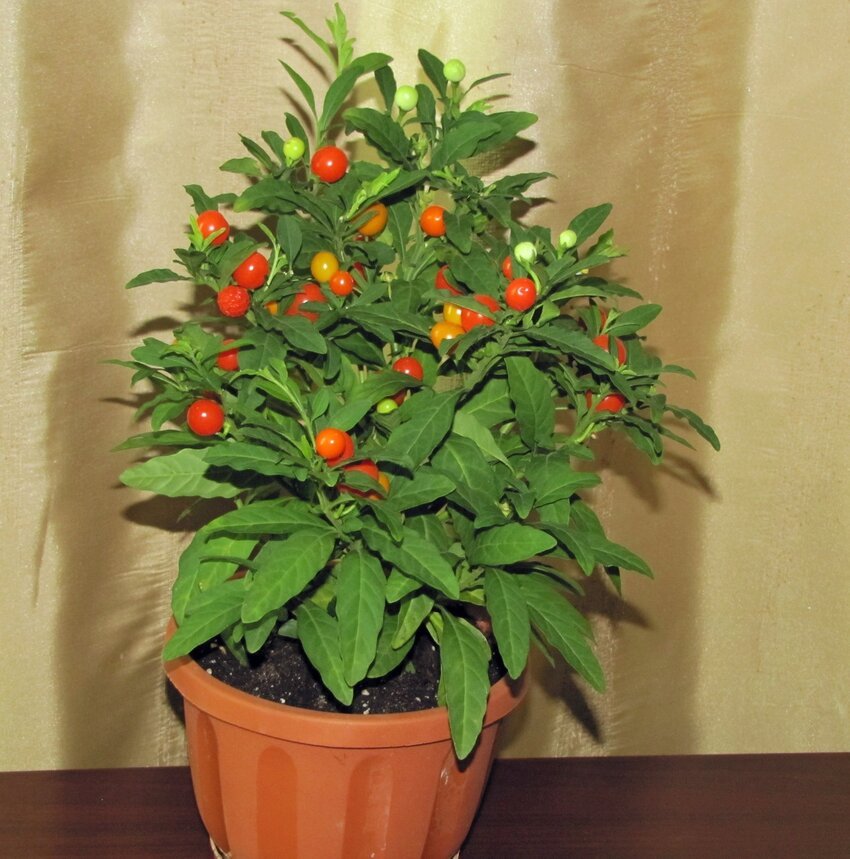Домашний цветок с оранжевыми ягодами название и фото