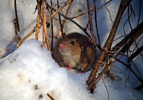 взгляд из снега