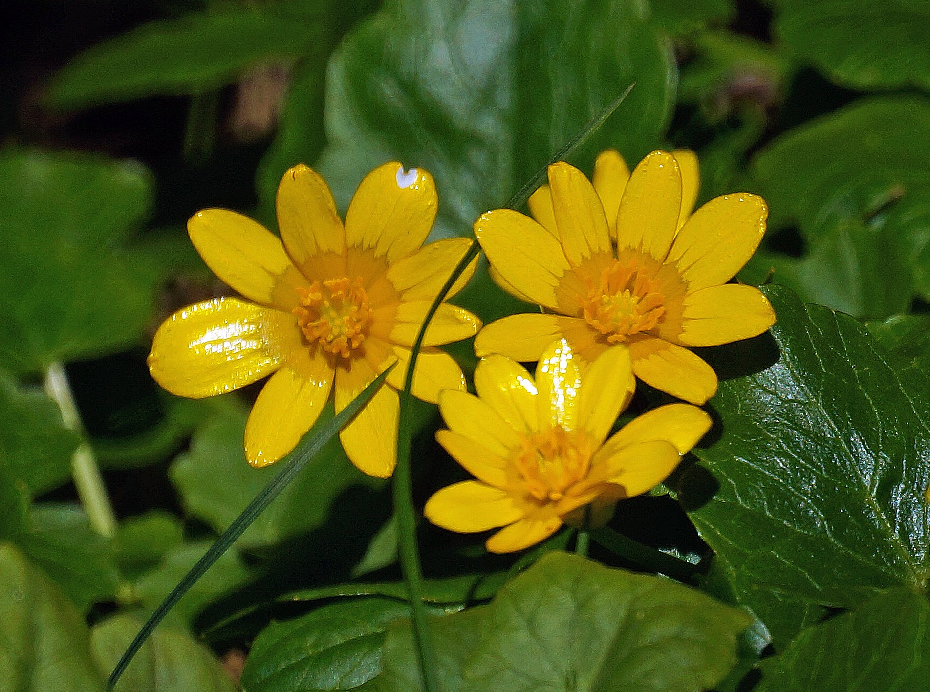 Чистяк. Чистяк весенний (Ranunculus ficaria). Лютик весенний Чистяк. Первоцвет Чистяк. Чистяк калужницелистный.