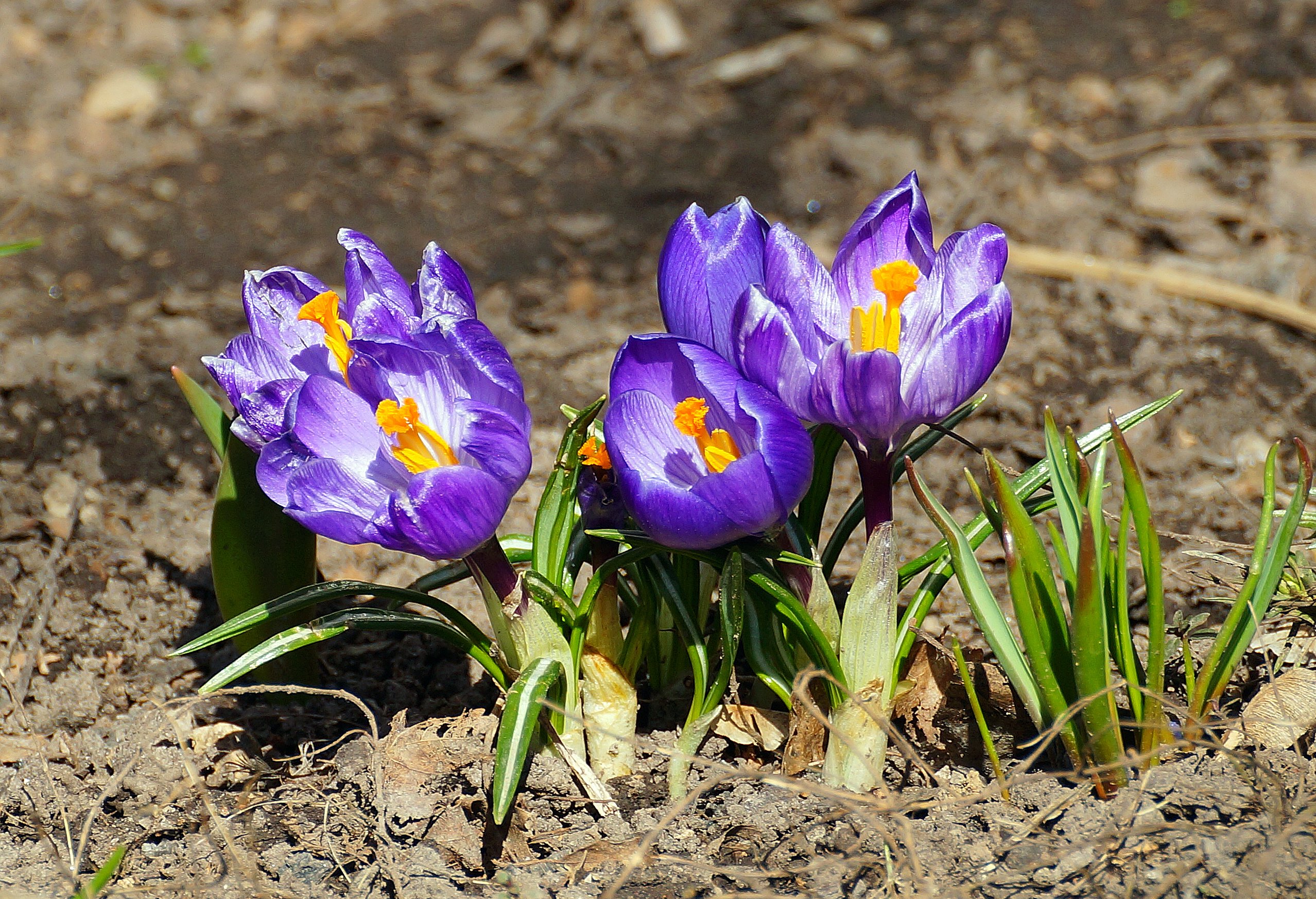 День памяти сегодня крокус. Апрельские крокусы. Апрель цветы. Апрель крокусы. Цветы апреля месяца.