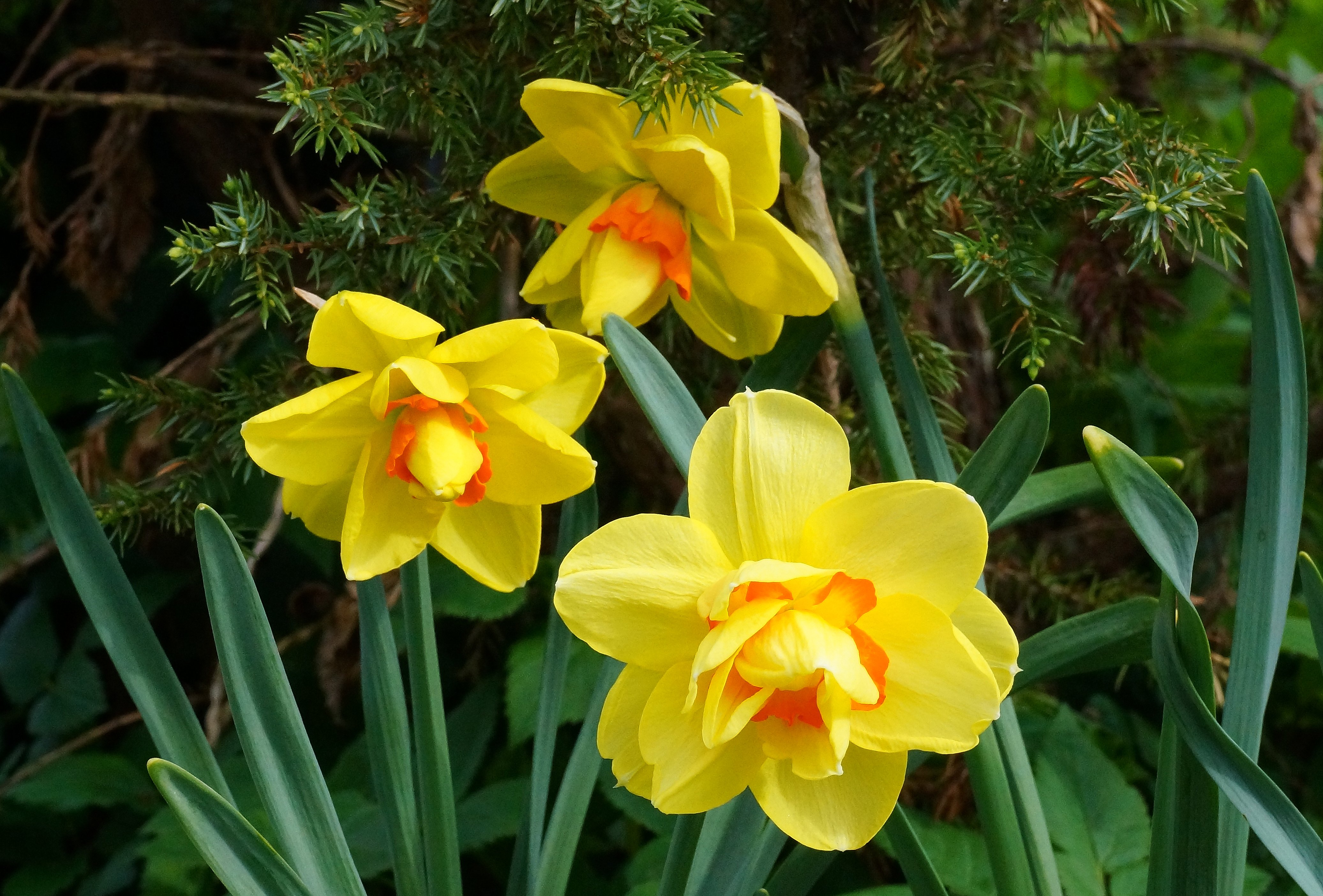Форум нарциссов. Нарцисс май стори. Престарелый Нарцисс. Цветы с 9 мая тюльпаны,нарциссы,колокольчики.