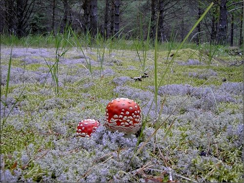 ЛУЧШИЕ ФОТОГРАФИИ