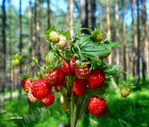 ЛУЧШИЕ ФОТОГРАФИИ