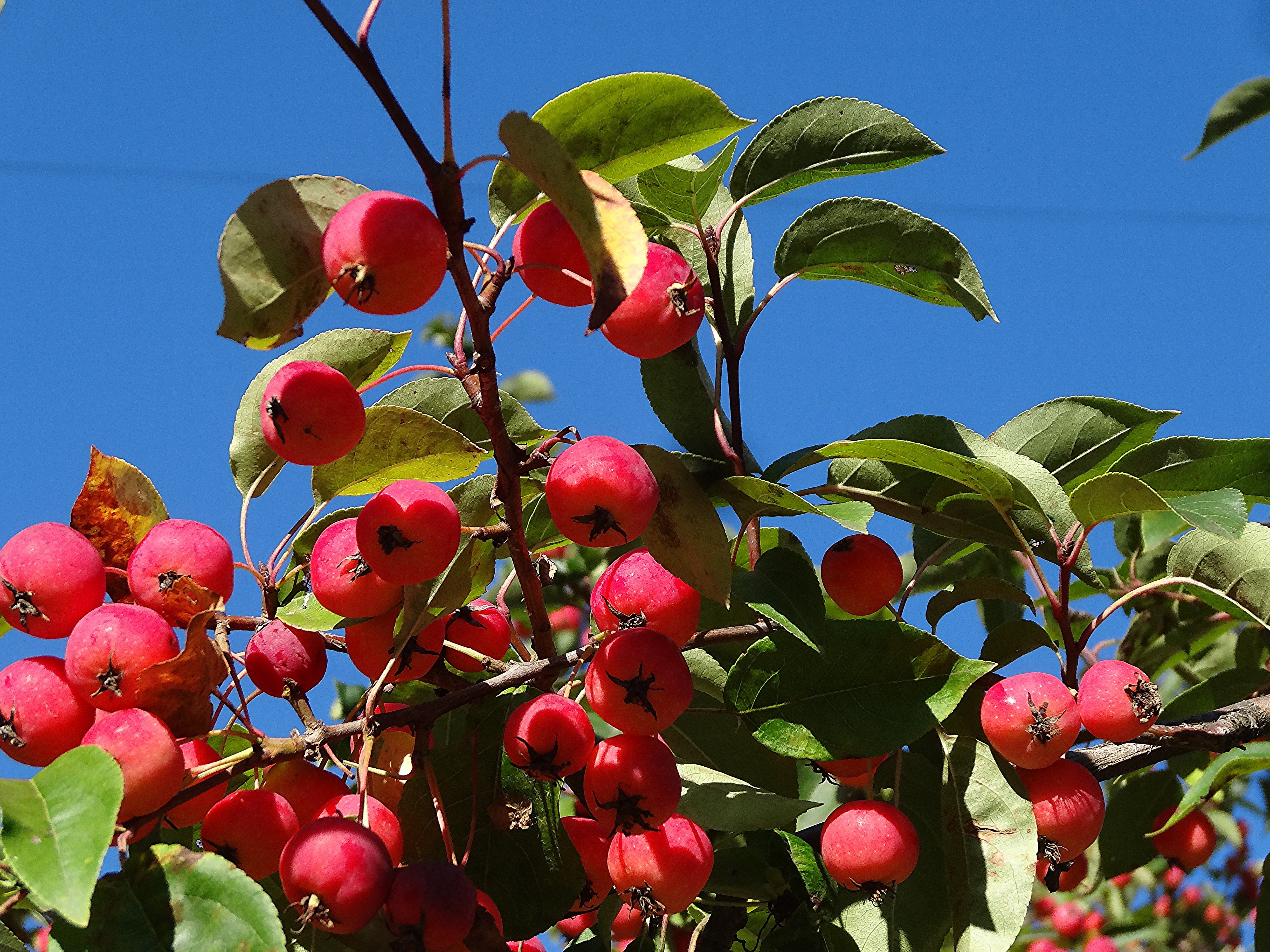 Яблоня райские яблочки описание фото