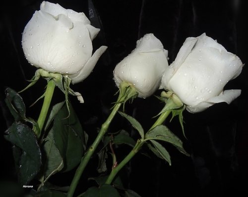 Белые розы вечером