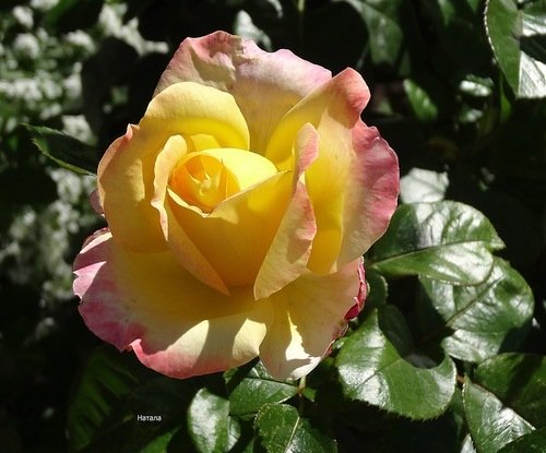 Прекрасная роза Глория Дей