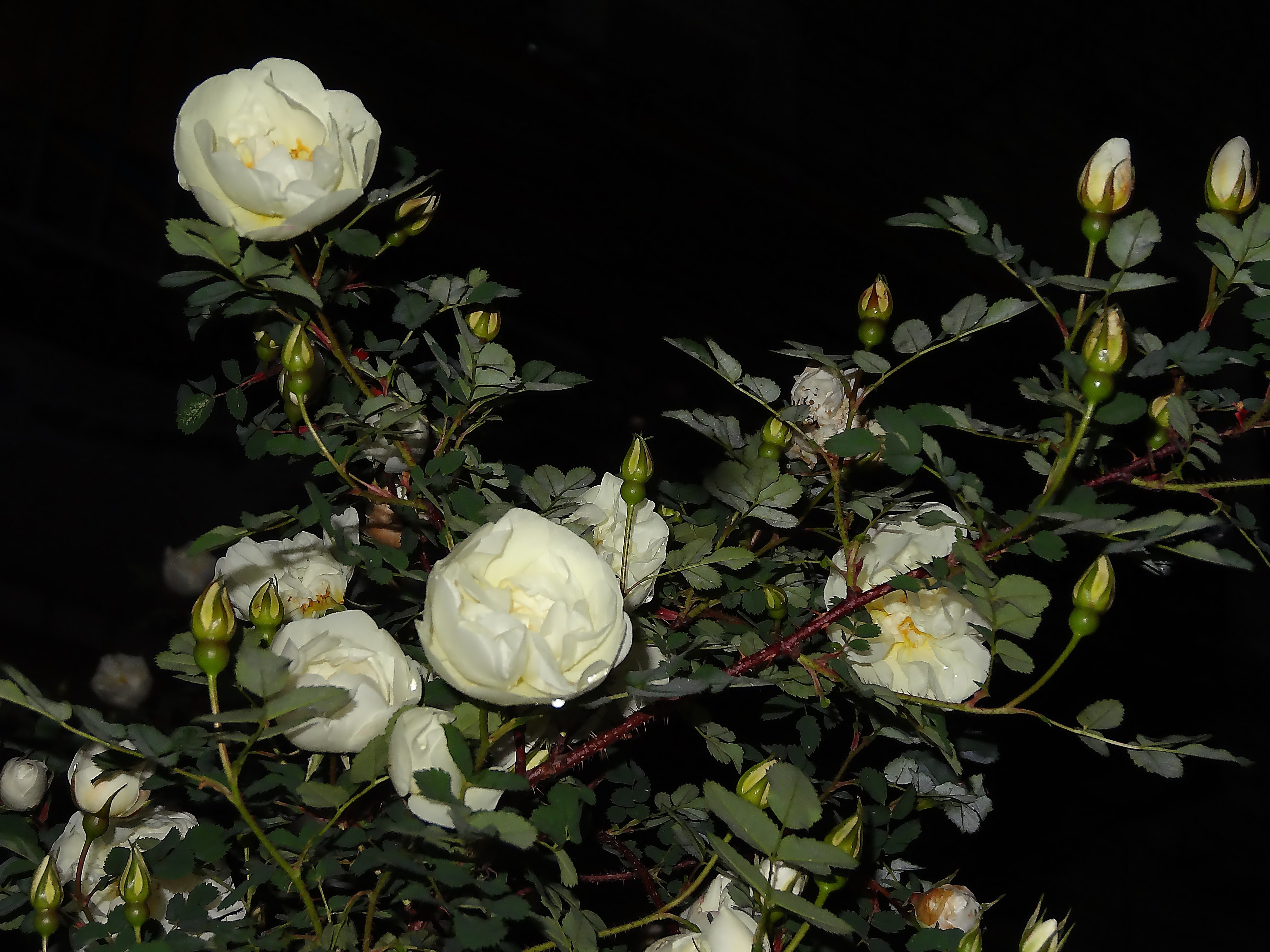 Вечерняя белая роза
