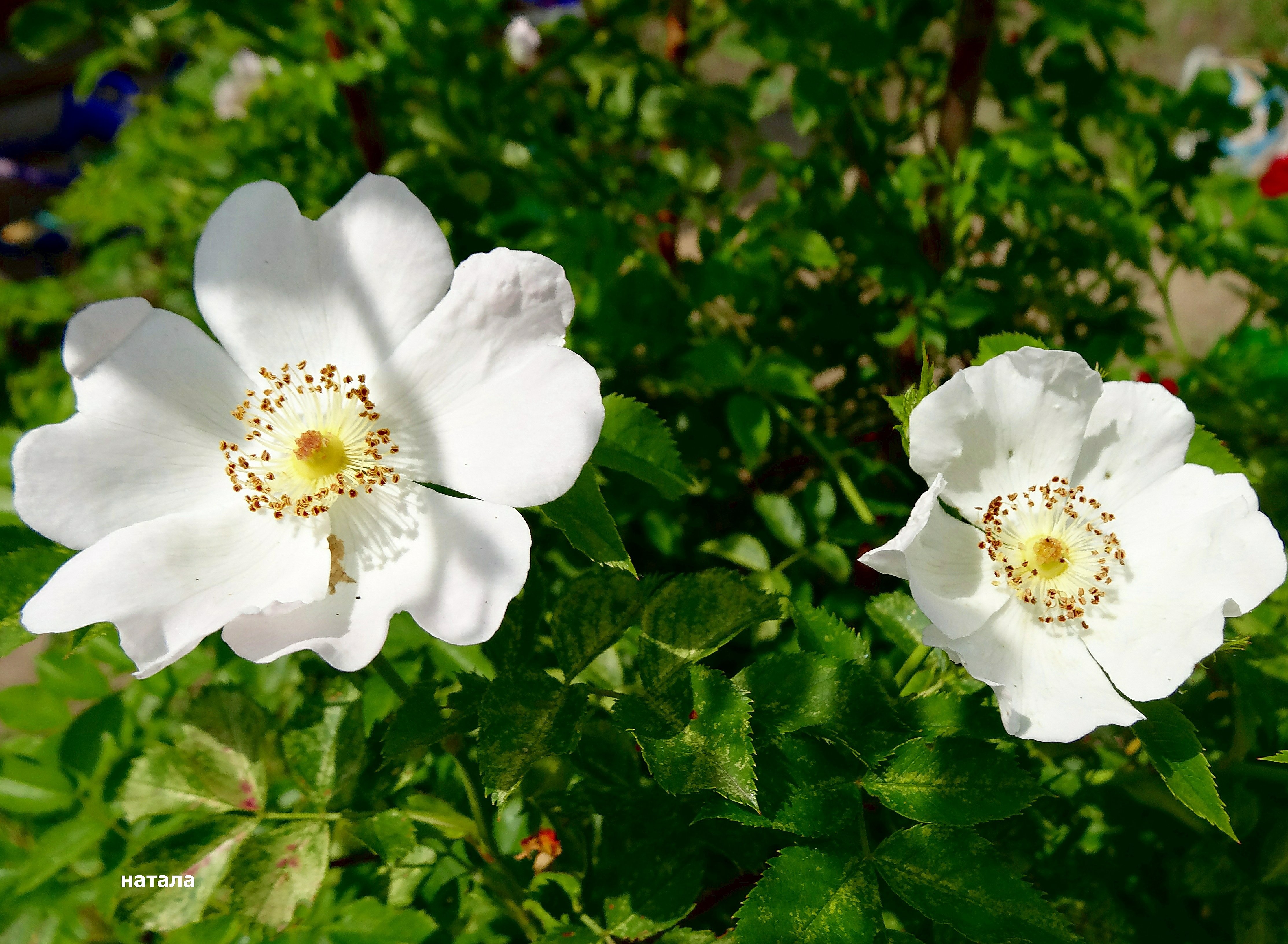 Роза Парковая белая