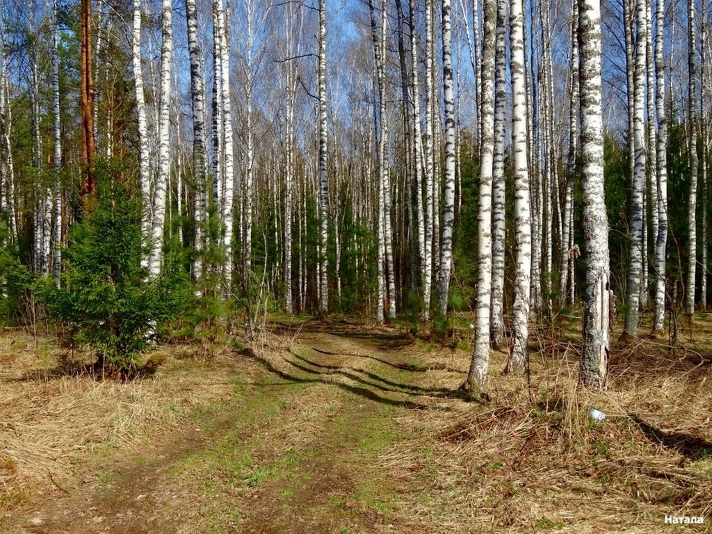 Весенний лес план