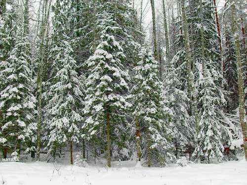 Красота зимнего леса