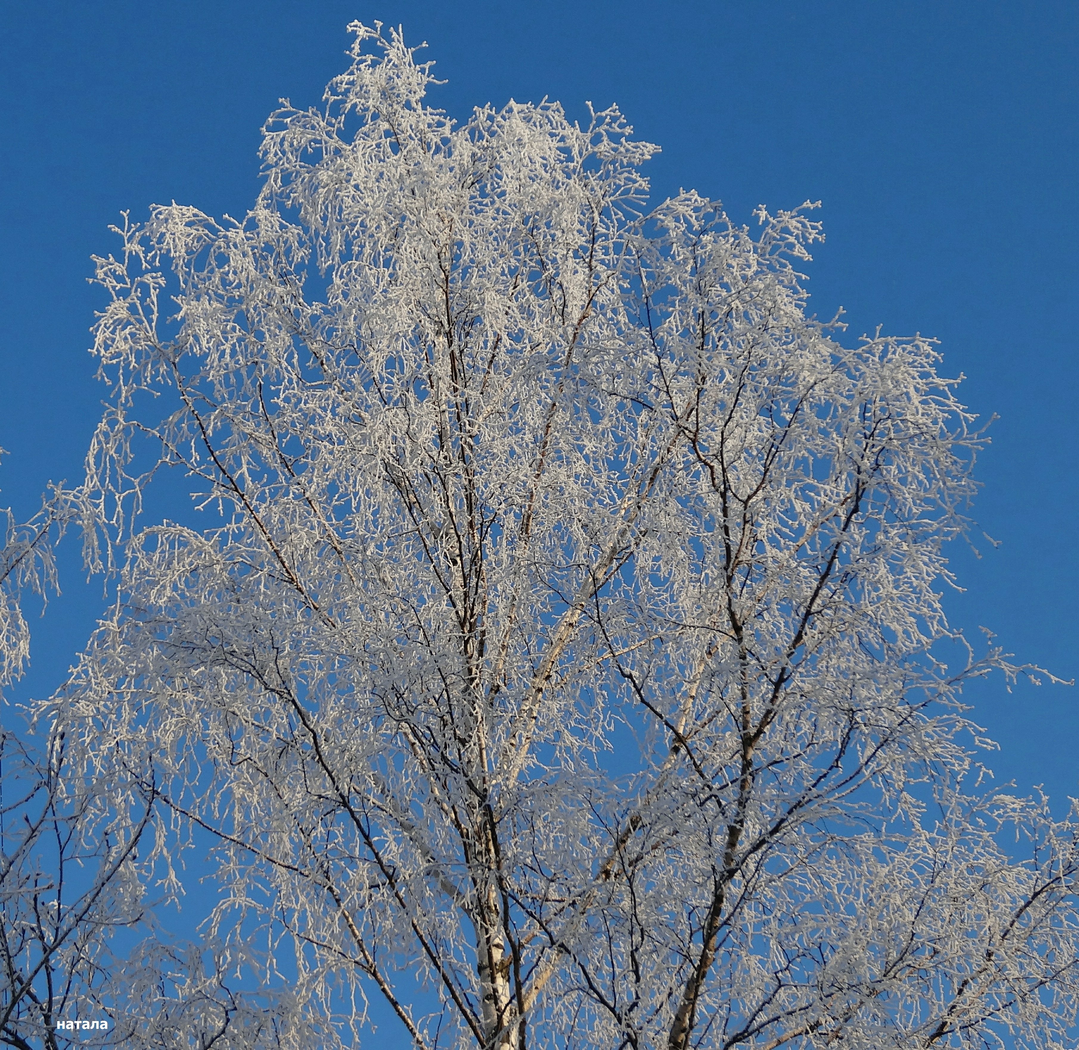 От инея пожелтели березки и покраснели. Береза повислая зимой. Береза в снегу. От инея пожелтели березки и покраснели осины. Березы на закате.