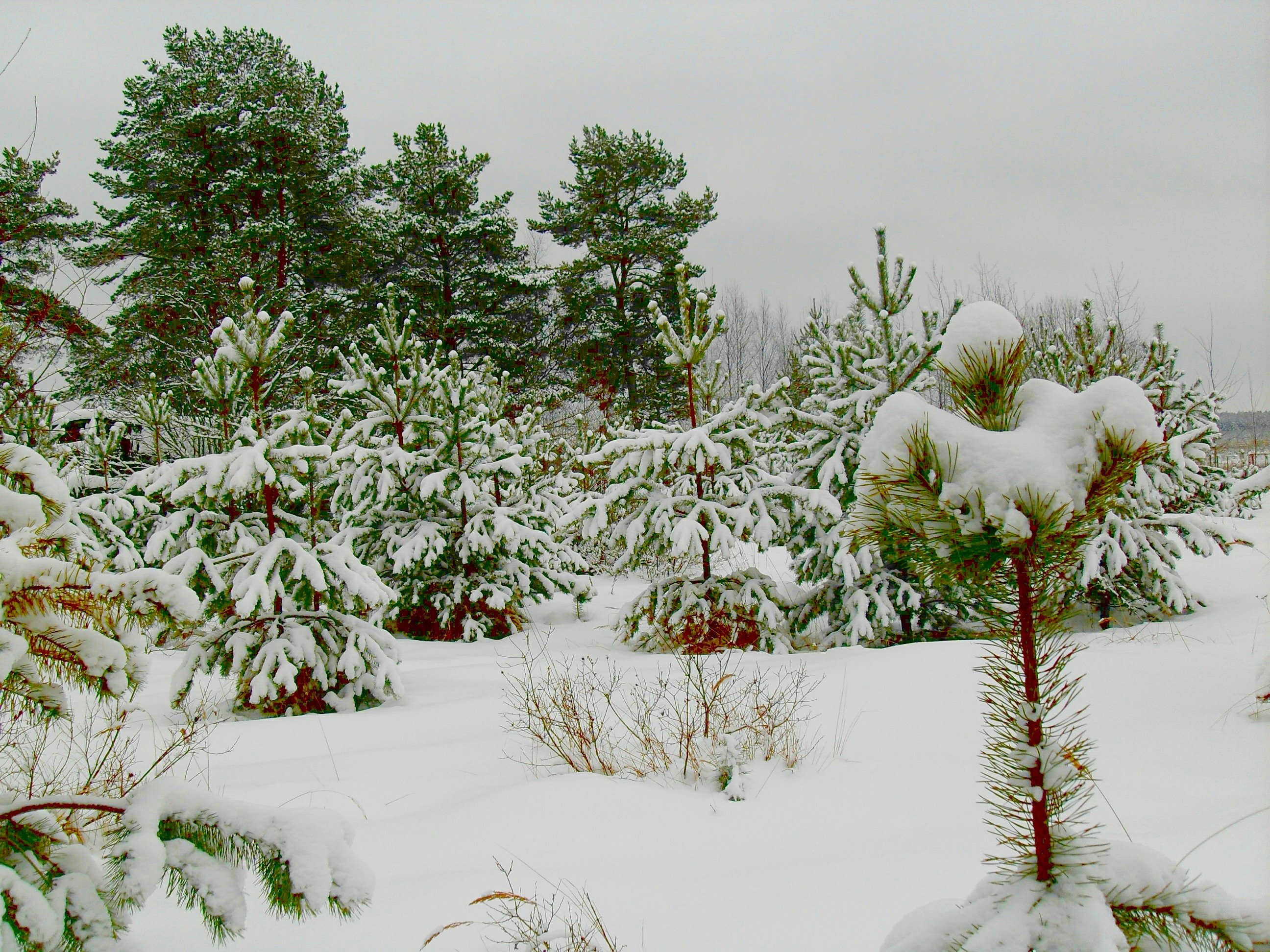 Хвойные в снегу. Заснеженные сосны. Сосна зимой. Зимний Сосновый лес. Зима сосны снег.