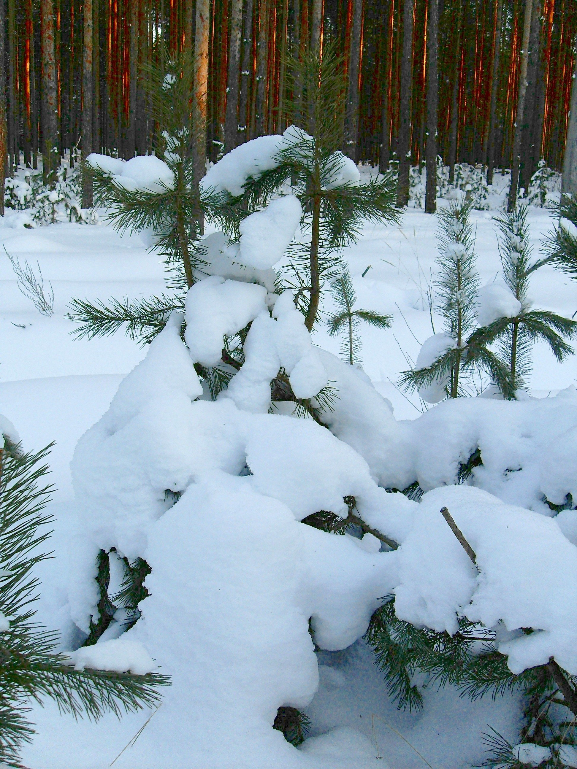Укрытие в снегу. Снежное укрытие. Укрывает покрывалом снегом. Большое деревя нарыйла снегом тайге.