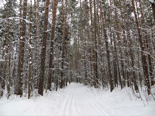 Дорога в зиму