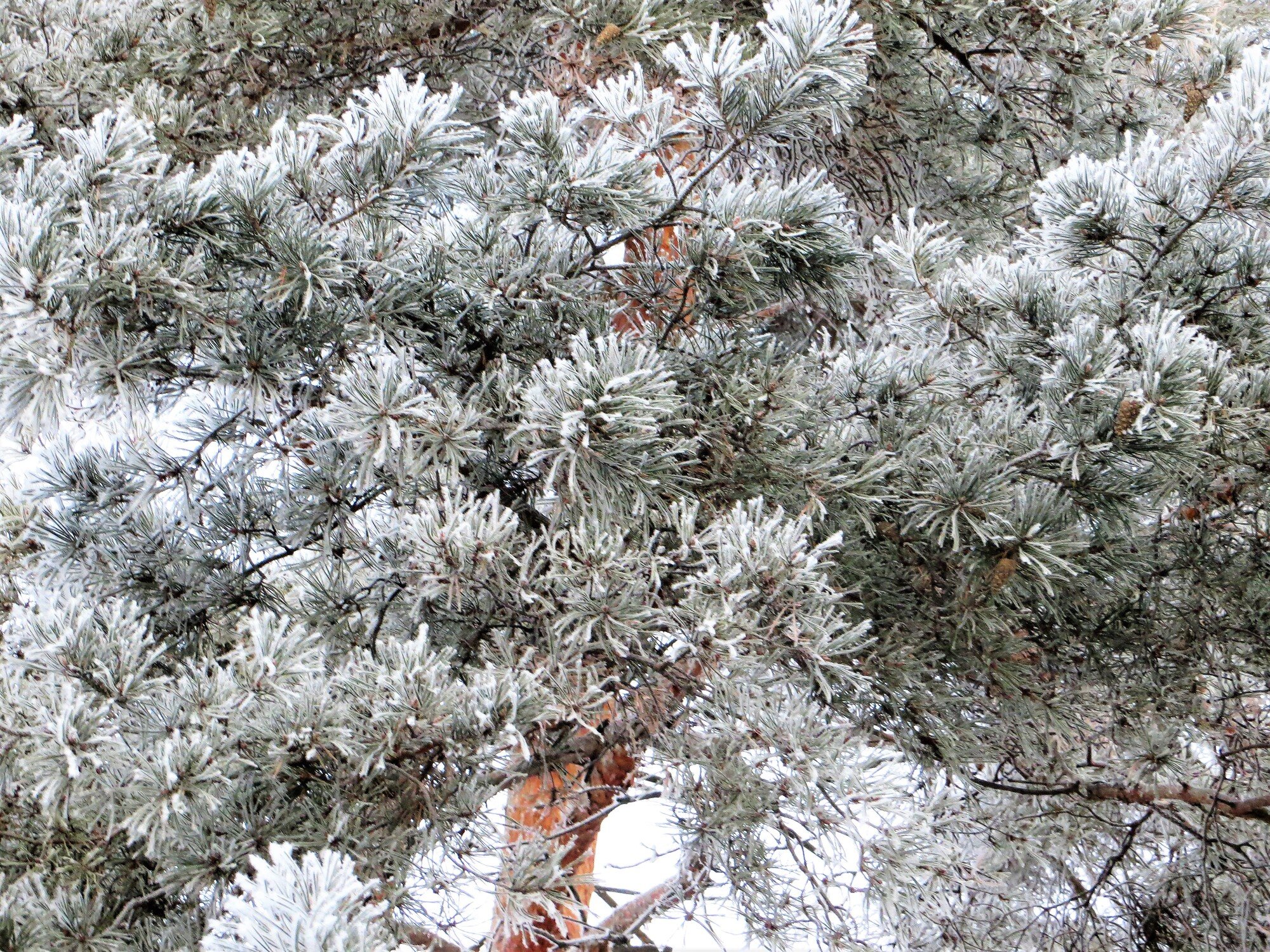 Белая сосна. «Белая сосна» (White Pine) — араукария Каннингема. Китайская сосна Бунге. Сосна обыкновенная Sandringham. Сосна белая китайская.