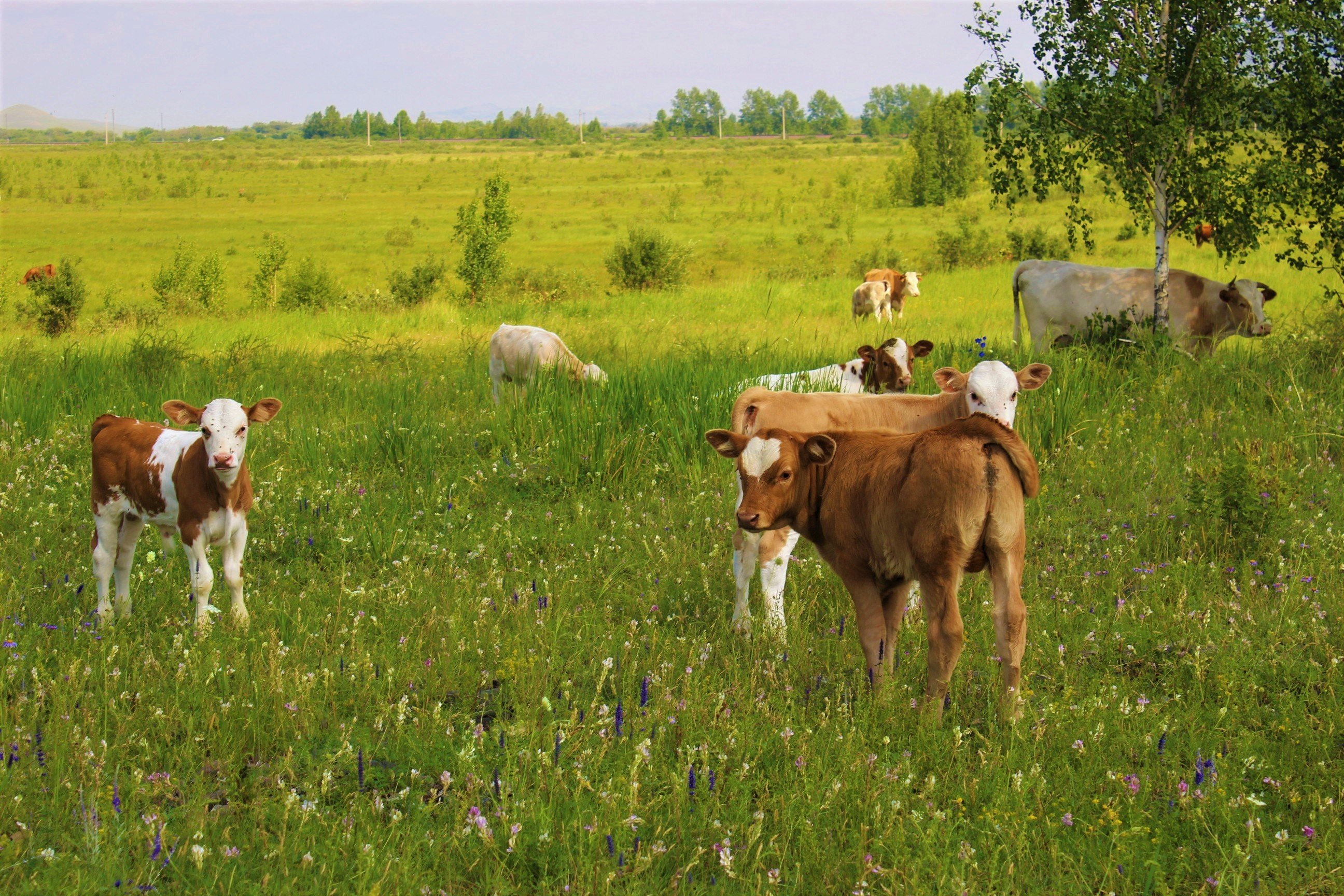 Коровы пасутся на лугу фото