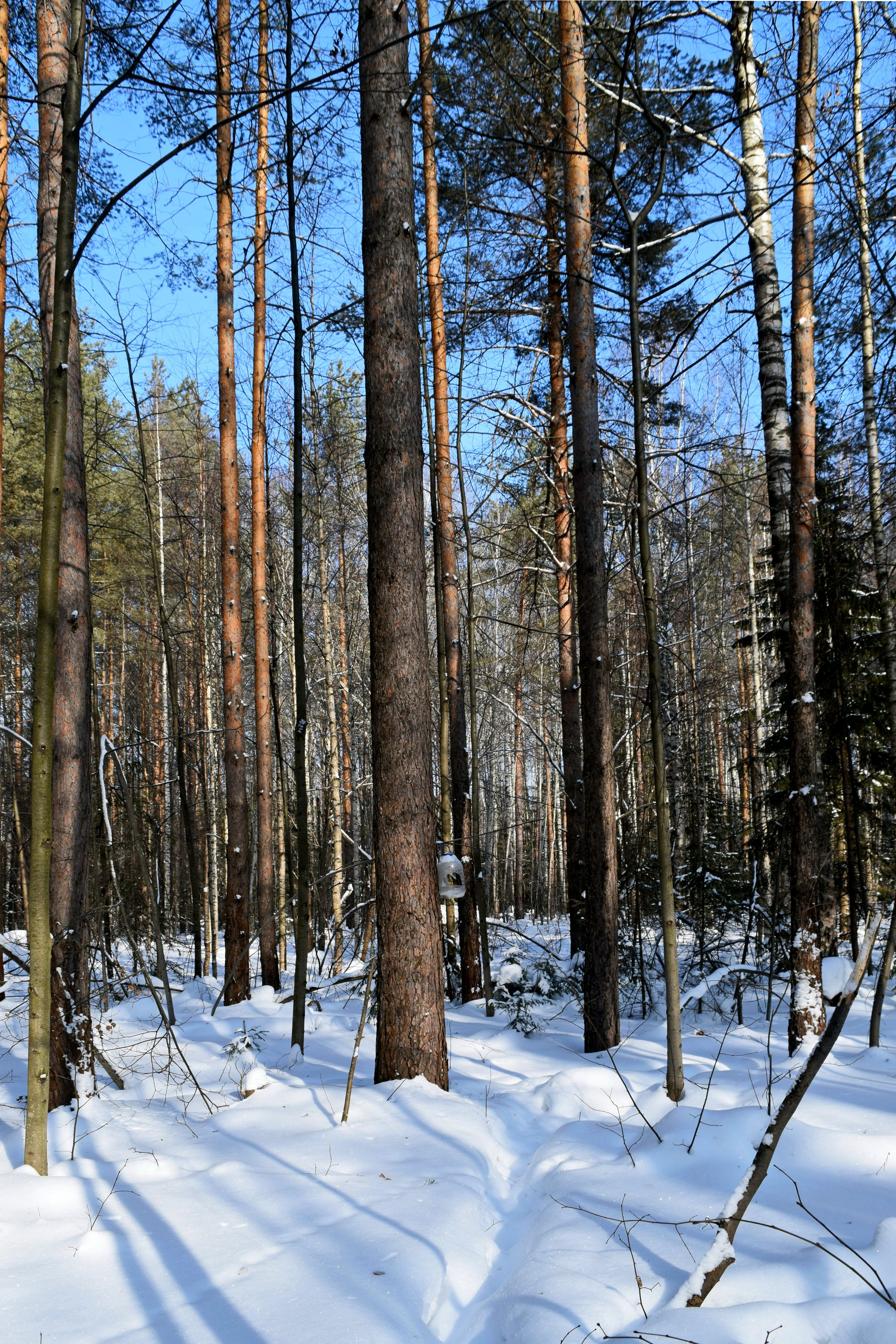 Просто лес. Сосновый лес зимой с пожеланиями. Самый простой лес.