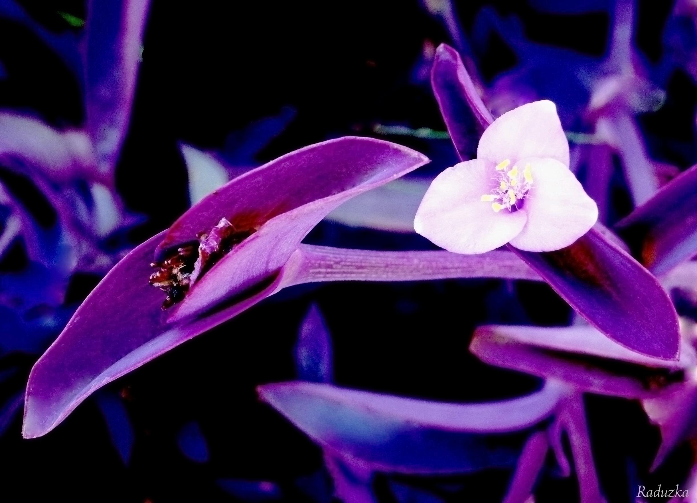 Цветок Сеткреазия Пурпурная