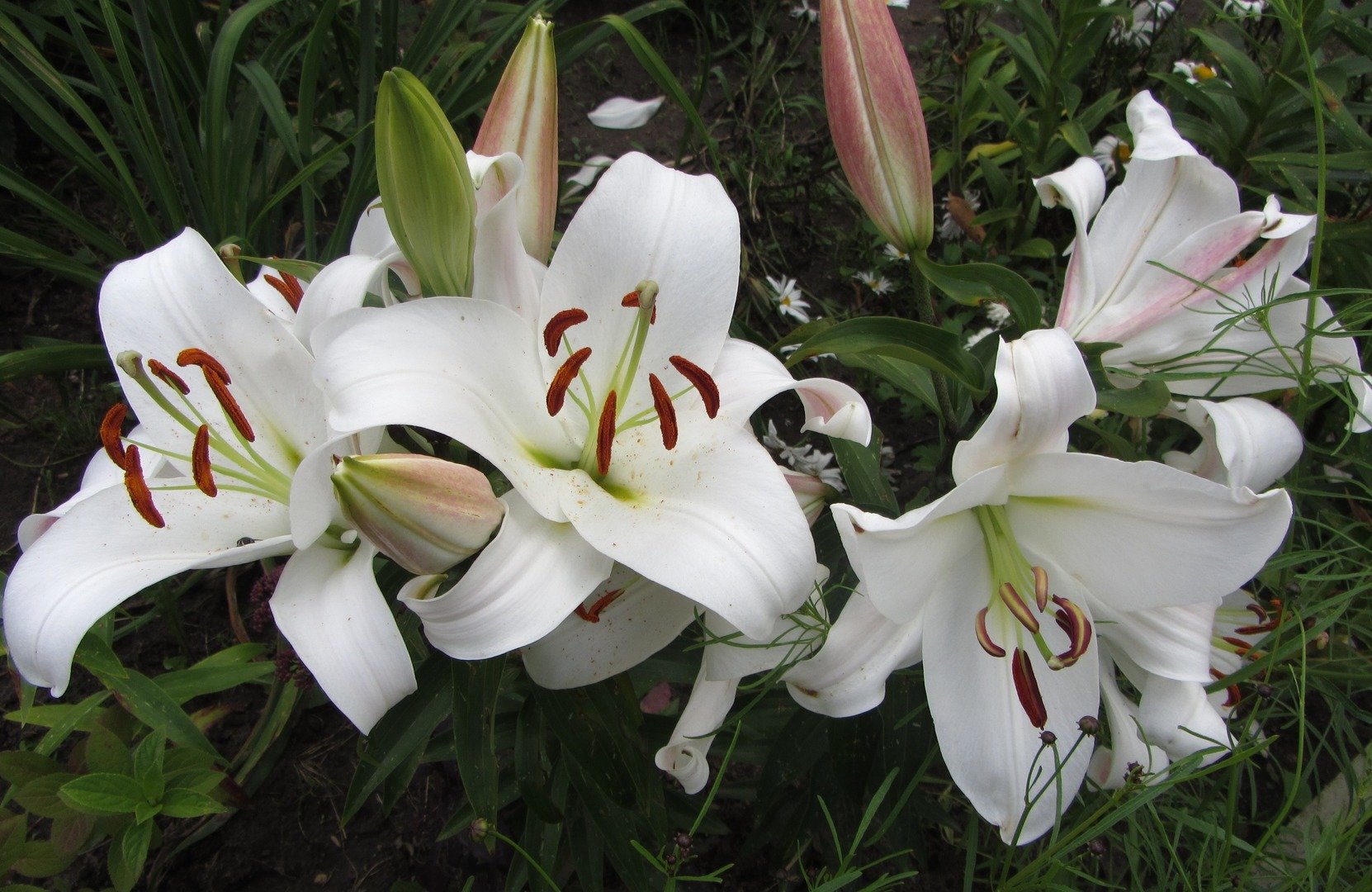 Лилии Сорта С Фото И Названиями Азиатские – Telegraph