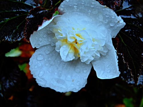 Свежа,красива,белоснежна Октябрьским ненастным днём...