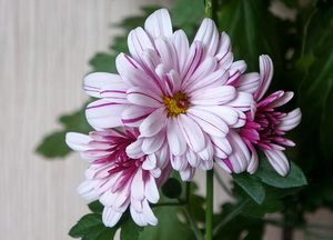 С первым днём весны...